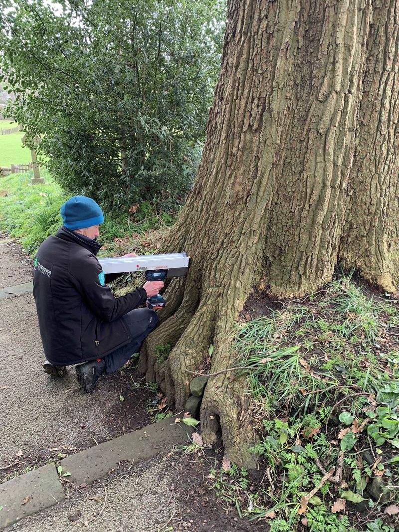 Thompson Tree Services Professional Tree Management and Consultancy